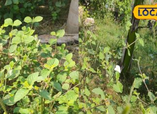 benefits of chewing tulsi leaves and Giloy Juice for cold and cough treatment of fever and pain – Bharat.one हिंदी