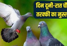 दिन दूनी-रात चौगुनी तरक्की का नुस्खा… इस पक्षी का पंख घर में यहां रखें, जीवन में खुशियों की हो जाएगी एंट्री