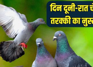 दिन दूनी-रात चौगुनी तरक्की का नुस्खा… इस पक्षी का पंख घर में यहां रखें, जीवन में खुशियों की हो जाएगी एंट्री