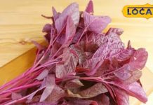 शरीर में जादू की तरह काम करती है जड़ी-बूटी! कैंसर, डायबिटीज जैसी बीमारियों पर असरदार