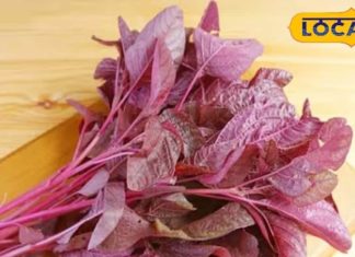 शरीर में जादू की तरह काम करती है जड़ी-बूटी! कैंसर, डायबिटीज जैसी बीमारियों पर असरदार