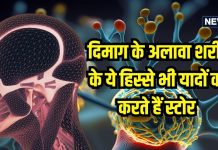 दिमाग ही नहीं… शरीर के अन्य हिस्से भी यादों को कर रहे स्टोर, जानें कैसे