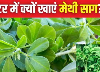 सर्दियों में जरूर खाना चाहिए मेथी का साग, आखिर क्यों कहा जाता है सेहत के लिए अमृत, जान लें इसके फायदे