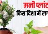 लाभ तो छोड़ो… कंगाली ही लगेगी हाथ! अगर घर में गलत दिशा में लगा है मनी प्लांट! पंडित जी से जानें बेस्ट direction