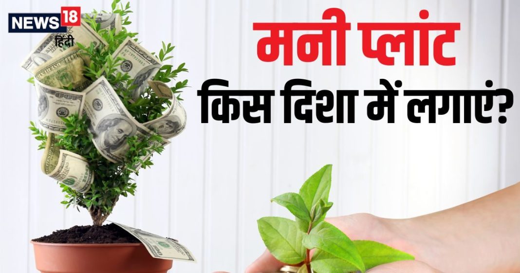 लाभ तो छोड़ो… कंगाली ही लगेगी हाथ! अगर घर में गलत दिशा में लगा है मनी प्लांट! पंडित जी से जानें बेस्ट direction