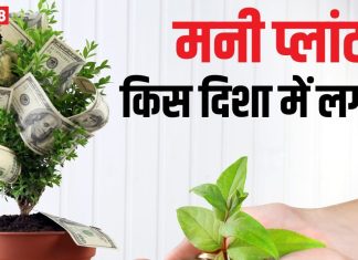 लाभ तो छोड़ो… कंगाली ही लगेगी हाथ! अगर घर में गलत दिशा में लगा है मनी प्लांट! पंडित जी से जानें बेस्ट direction