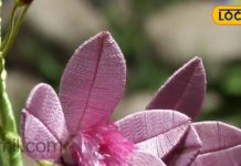 6 करोड़ मीटर धागा, 12 साल की मेहनत…हाथ से बनाया फूलों का बगीचा