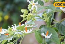 केवल तीन महीने खिलता है ये चमत्कारी फूल, गठिया-साइटिका के दर्द को कर देता छूमंतर