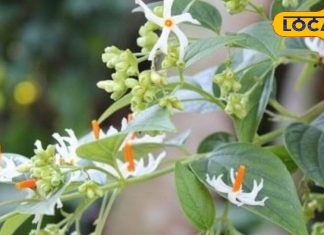 केवल तीन महीने खिलता है ये चमत्कारी फूल, गठिया-साइटिका के दर्द को कर देता छूमंतर