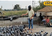 कबूतर की बीट है लिवर के लिए खतरनाक, कमजोर इम्यूनिटी वाले हो जाएं सावधान; डॉक्टर ने दी यह सलाह – Bharat.one हिंदी