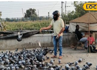 कबूतर की बीट है लिवर के लिए खतरनाक, कमजोर इम्यूनिटी वाले हो जाएं सावधान; डॉक्टर ने दी यह सलाह – Bharat.one हिंदी