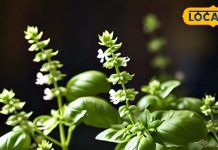 prosperity with manjari at home vishnu tagore temple benefits sa – Bharat.one हिंदी