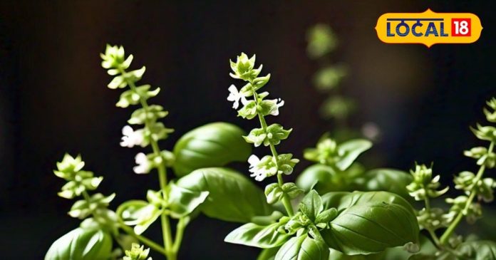 prosperity with manjari at home vishnu tagore temple benefits sa