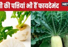 फेंक देते हैं इस सफेद सब्जी के पत्ते? इसी में तो छिपा है सेहत का खजाना, जान लेंगे 7 बड़े फायदे, तो नहीं डालेंगे डस्टबिन में