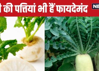फेंक देते हैं इस सफेद सब्जी के पत्ते? इसी में तो छिपा है सेहत का खजाना, जान लेंगे 7 बड़े फायदे, तो नहीं डालेंगे डस्टबिन में