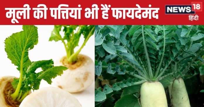 radish-leaves-health-benefits-2024-11-bc1f5eb9bc7dfdb9cd910f99a2f4bfd1-16x9.jpg