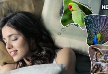 सपने में इन 5 पक्षियों का दिखना बेहद शुभ, अच्छे दिनों की ओर करते हैं इशारा, जानें क्या कहता है स्वप्न शास्त्र