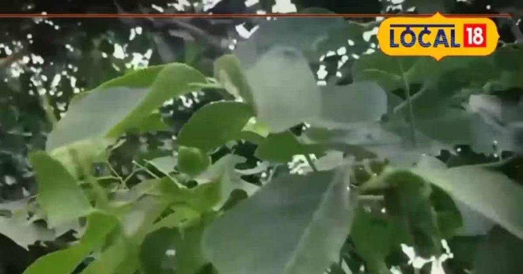 इस पेड़ की दातून से पाएं कैविटी और पायरिया से छुटकारा