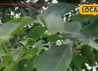 इस पेड़ की दातून से पाएं कैविटी और पायरिया से छुटकारा