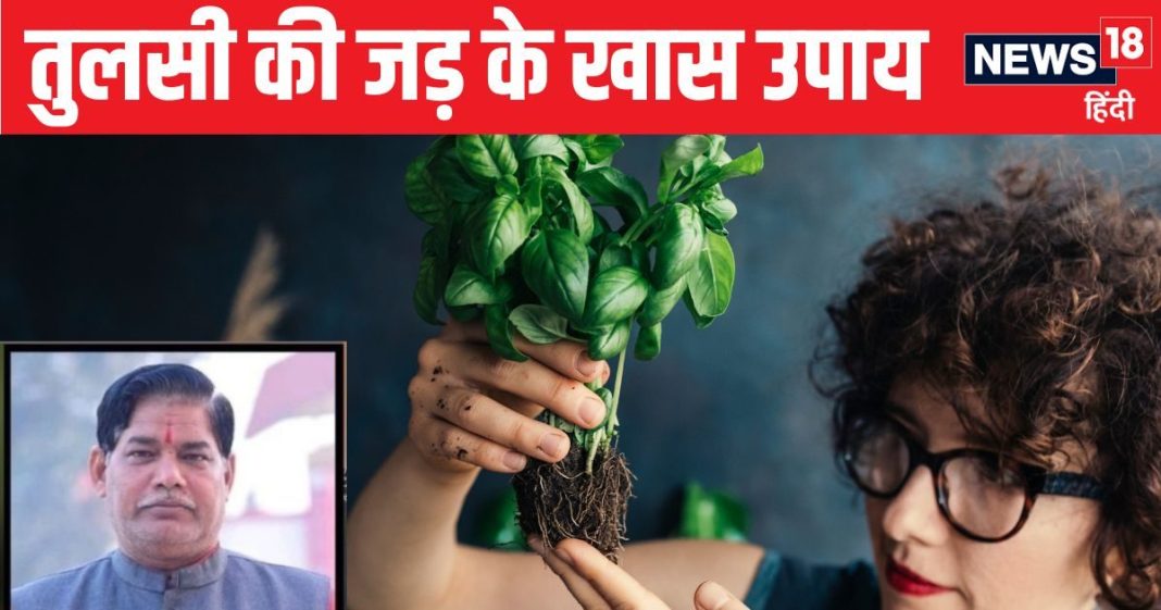 पौधा तो पौधा…बड़े-बड़े कमाल करती है इसकी जड़ भी, उपाय करके तो देखिए, हमेशा के लिए खत्म होगी पैसों की तंगी!