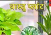घर की इस दिशा में लगाएं पौधे, जन्म कुंडली में बुध देने लगेगा शानदार परिणाम, वास्तु दोष भी होगा दूर