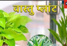 घर की इस दिशा में लगाएं पौधे, जन्म कुंडली में बुध देने लगेगा शानदार परिणाम, वास्तु दोष भी होगा दूर