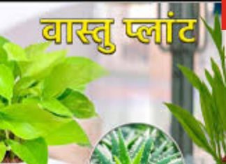 घर की इस दिशा में लगाएं पौधे, जन्म कुंडली में बुध देने लगेगा शानदार परिणाम, वास्तु दोष भी होगा दूर