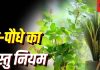 इस दिशा में रखें मनीप्लांट का पौधा, कामयाबी चूमेगी कदम, जानें पौधों से जुड़े वास्तु उपाय