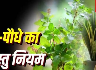 इस दिशा में रखें मनीप्लांट का पौधा, कामयाबी चूमेगी कदम, जानें पौधों से जुड़े वास्तु उपाय