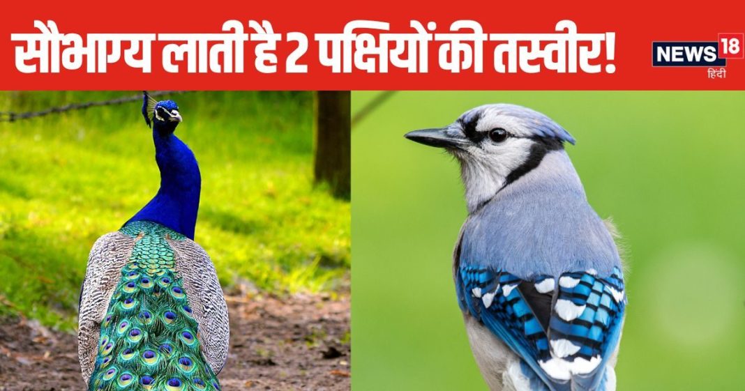 Vastu Tips: 2 पक्षी की तस्वीर बदल देगी आपकी किस्मत! घर की इस दिशा में लगाएं, बनी रहेगी मां लक्ष्मी की कृपा