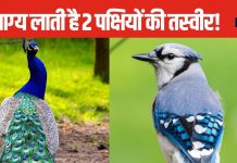 Vastu Tips: 2 पक्षी की तस्वीर बदल देगी आपकी किस्मत! घर की इस दिशा में लगाएं, बनी रहेगी मां लक्ष्मी की कृपा