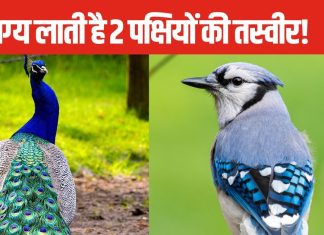 Vastu Tips: 2 पक्षी की तस्वीर बदल देगी आपकी किस्मत! घर की इस दिशा में लगाएं, बनी रहेगी मां लक्ष्मी की कृपा