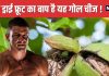 पत्थर सा मजबूत यह ड्राई फ्रूट शरीर को बना देगा फौलाद ! इसमें छिपा ताकत का खजाना, ब्रेन के लिए ‘चमत्कारी’