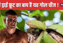पत्थर सा मजबूत यह ड्राई फ्रूट शरीर को बना देगा फौलाद ! इसमें छिपा ताकत का खजाना, ब्रेन के लिए ‘चमत्कारी’