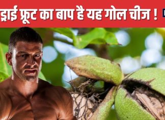 पत्थर सा मजबूत यह ड्राई फ्रूट शरीर को बना देगा फौलाद ! इसमें छिपा ताकत का खजाना, ब्रेन के लिए ‘चमत्कारी’
