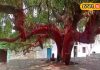 अस्पताल नहीं बल्कि चित्रूकट में इस वृक्ष की पूजा करने जाते हैं निसंतान दंपत्ति, कुछ ही दिनों में घर में गूंजने लगती हैं किलकारियां