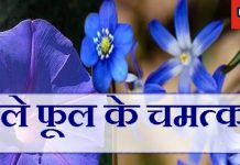 इस नीले फूल से मनोकामनाएं होंगी पूरी, नाले में बहाने से शुक्र देने लगेगा शुभ परिणाम! जानिए विस्तार से