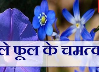 इस नीले फूल से मनोकामनाएं होंगी पूरी, नाले में बहाने से शुक्र देने लगेगा शुभ परिणाम! जानिए विस्तार से