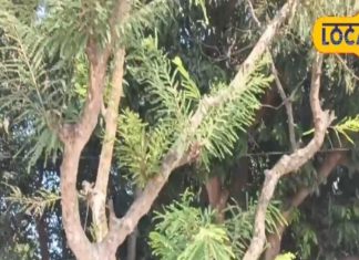 इस पेड़ के नीचे खाना बनाकर खाने से मिटते हैं घर के क्लेश! पूजा की भी खास विधि