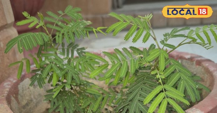 इस पौधे पर होता है शनिदेव का वास, इन दिनों