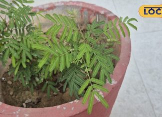 इस पौधे पर होता है शनिदेव का वास, इसे तोड़ने से होगा अशुभ – Bharat.one हिंदी