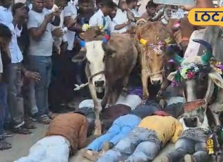 उज्जैन के भिडावद गांव में गोवर्धन पूजा पर ‘मौत के खेल’ की परंपरा, जानें इसके पीछे की अनोखी मान्यता