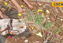 क्या होती है गोधन पूजा? भाई की लंबी उम्र के लिए जीभ में कांटे डालती हैं बहनें, पढ़ें पूरी कथा