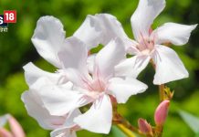 घर की इस दिशा में लगाएं कनेर का पौधा, वास्तु दोष होगा दूर, बनेंगे अटके हुए सारे काम