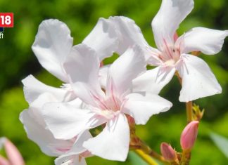 घर की इस दिशा में लगाएं कनेर का पौधा, वास्तु दोष होगा दूर, बनेंगे अटके हुए सारे काम