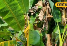 घर में इस दिन लगाएं केले का पौधा…धन, सुख-समृद्धि की होगी बरसात, बागेश्वर के ज्योतिषी से जानें सब