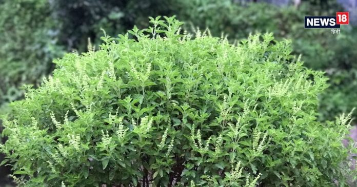 घर में बढ़ गया है क्लेश? कहीं तुलसी के आस-पास