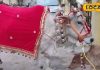 जबलपुर में अनोखी गौ पूजा, चांदी के आभूषण से सजी गौरी….हर साल खरीदते हैं जेवर