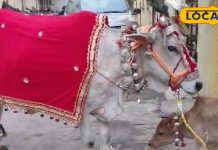 जबलपुर में अनोखी गौ पूजा, चांदी के आभूषण से सजी गौरी….हर साल खरीदते हैं जेवर