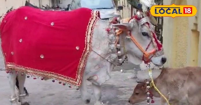 जबलपुर में अनोखी गौ पूजा, चांदी के आभूषण से सजी